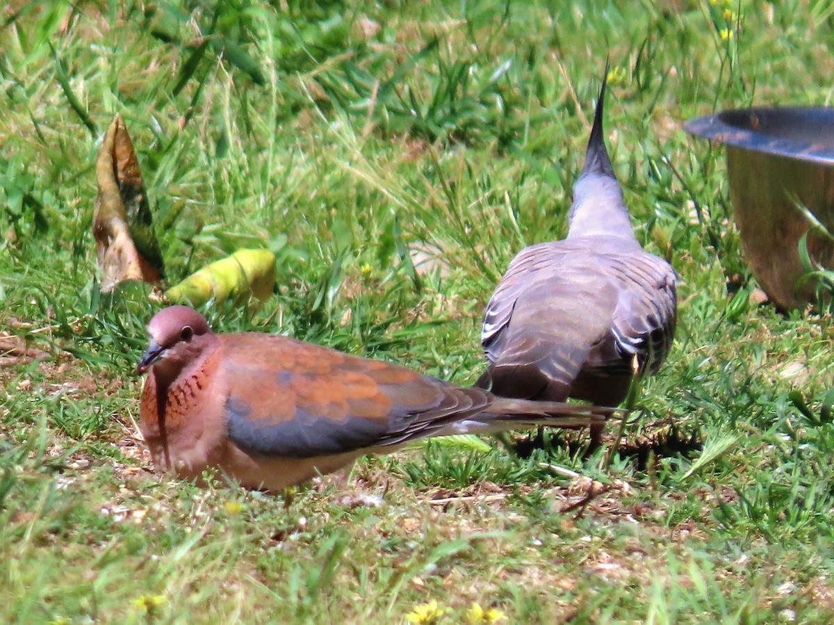 Малая горлица - ML645926203