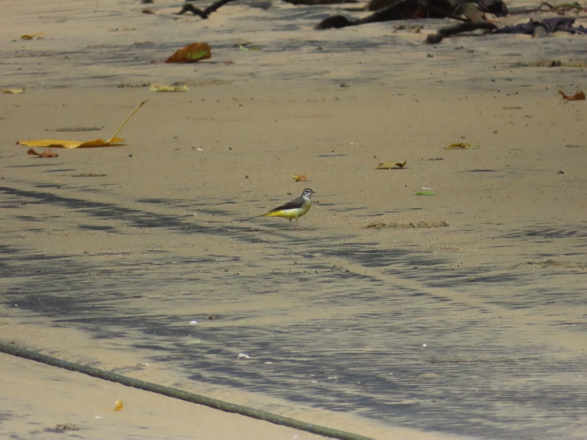 Горная трясогузка - ML645926204