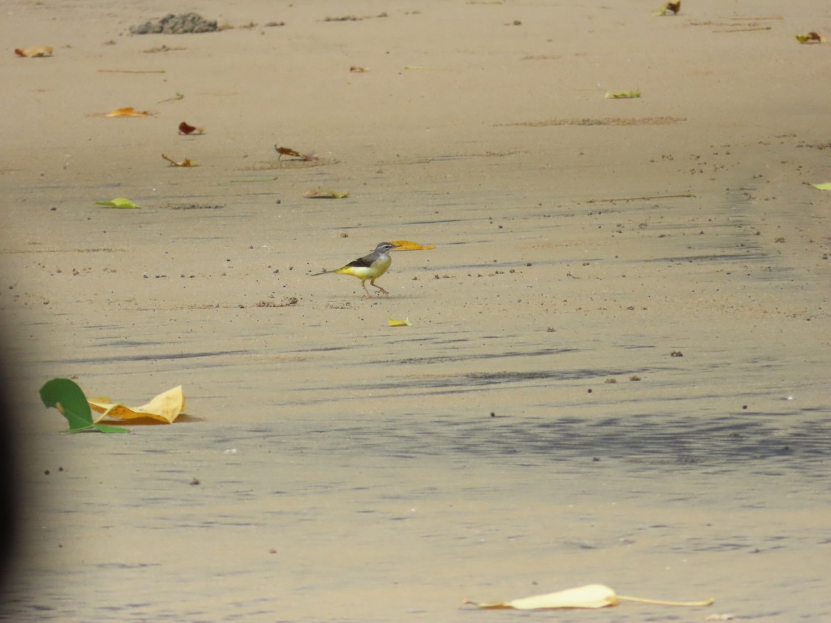 Горная трясогузка - ML645926205