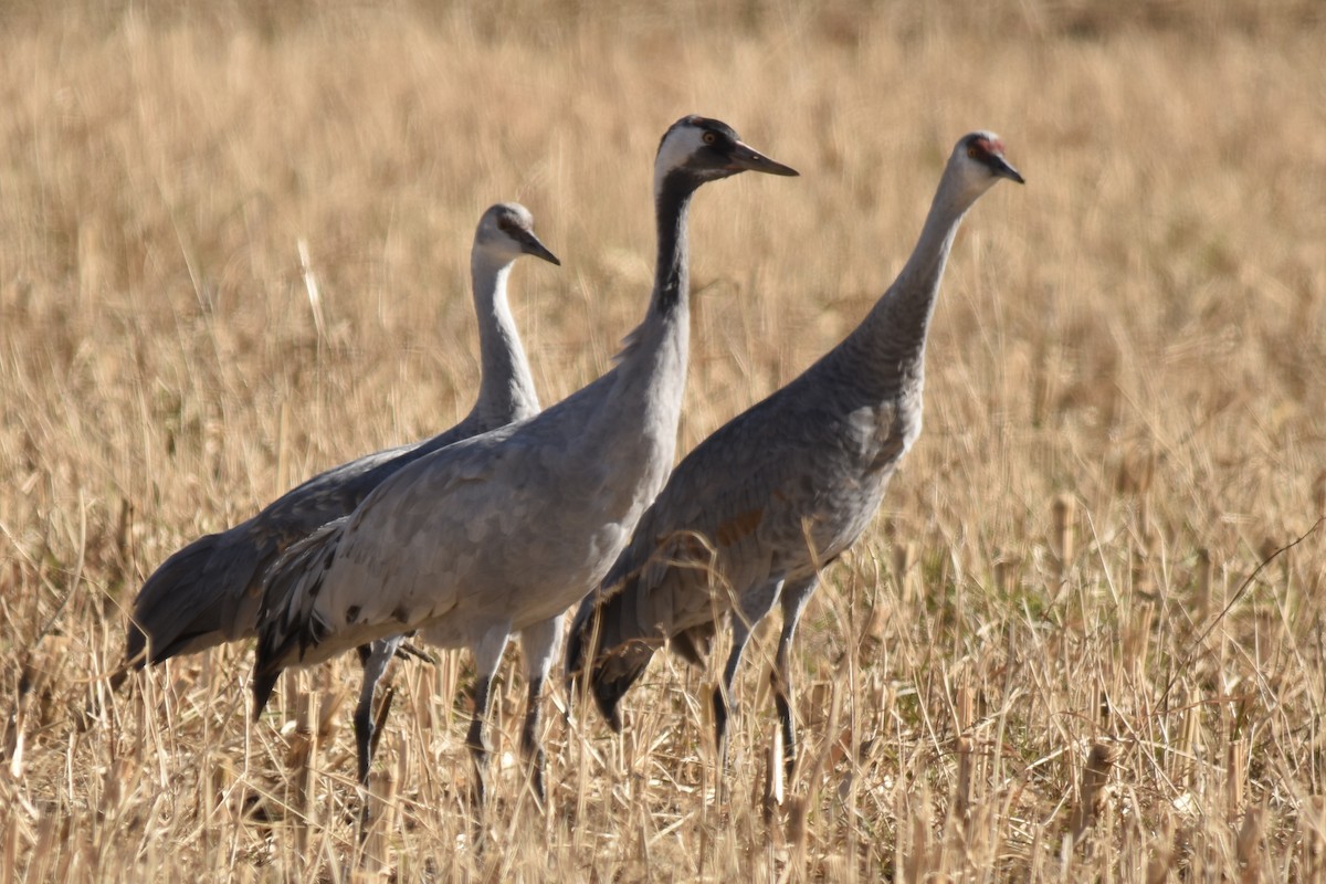 Common Crane - ML645926209