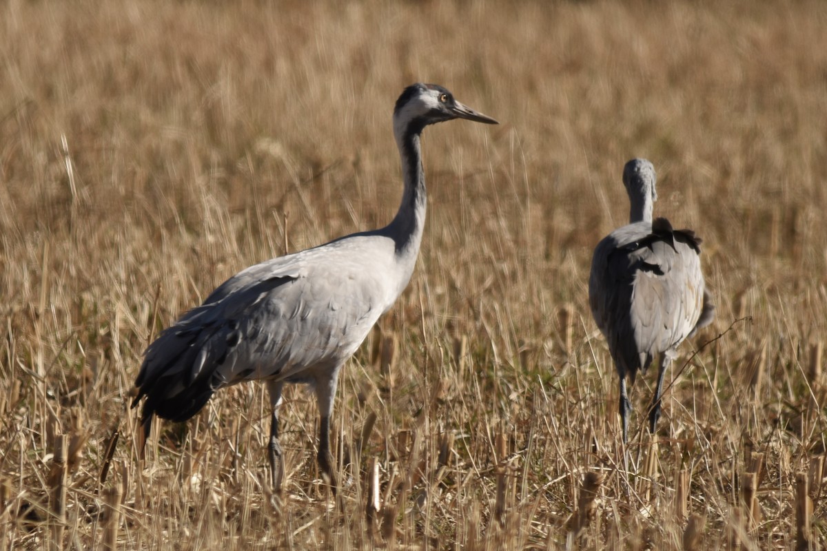 Common Crane - ML645926210
