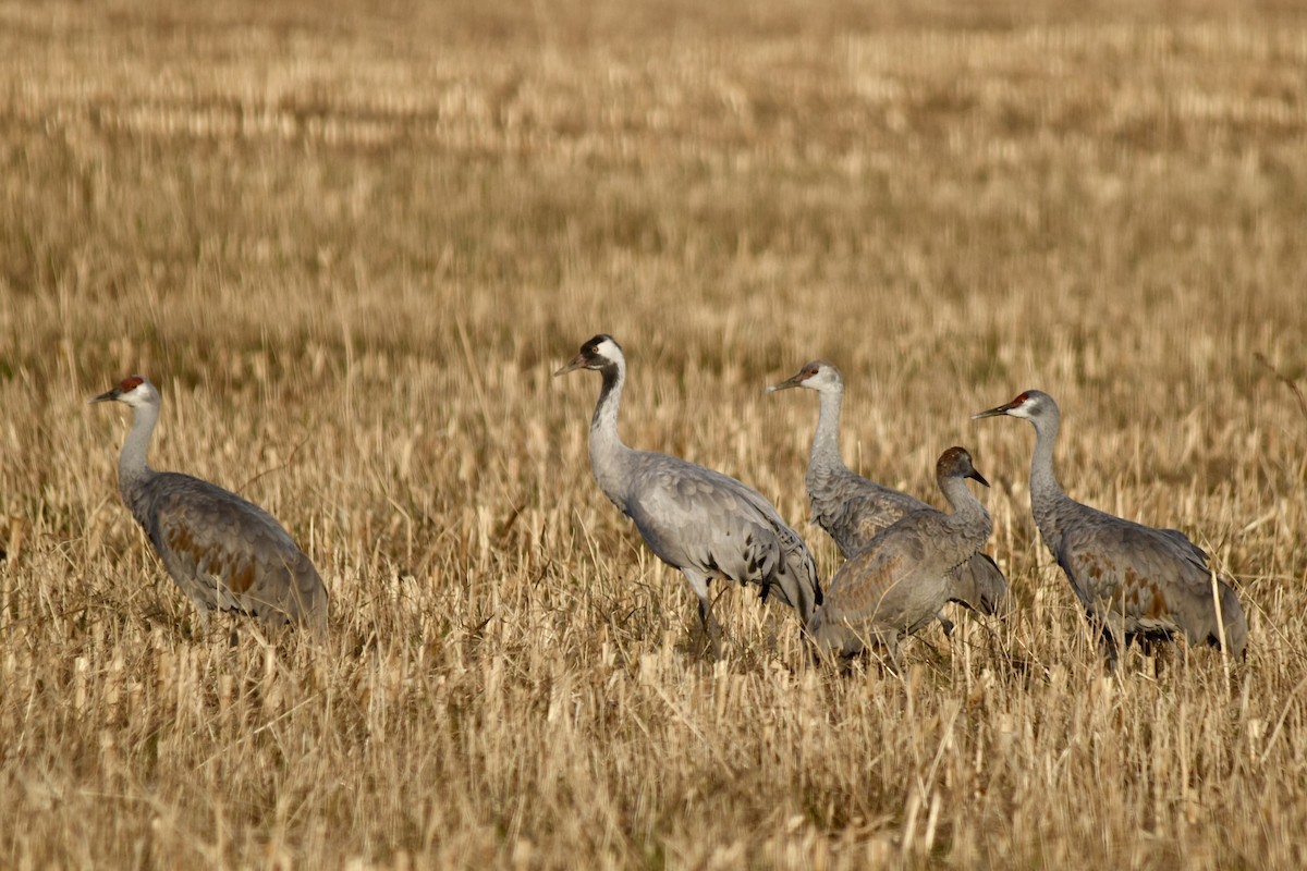 Common Crane - ML645926211