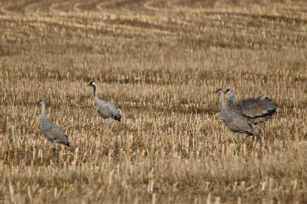 Common Crane - ML645926213