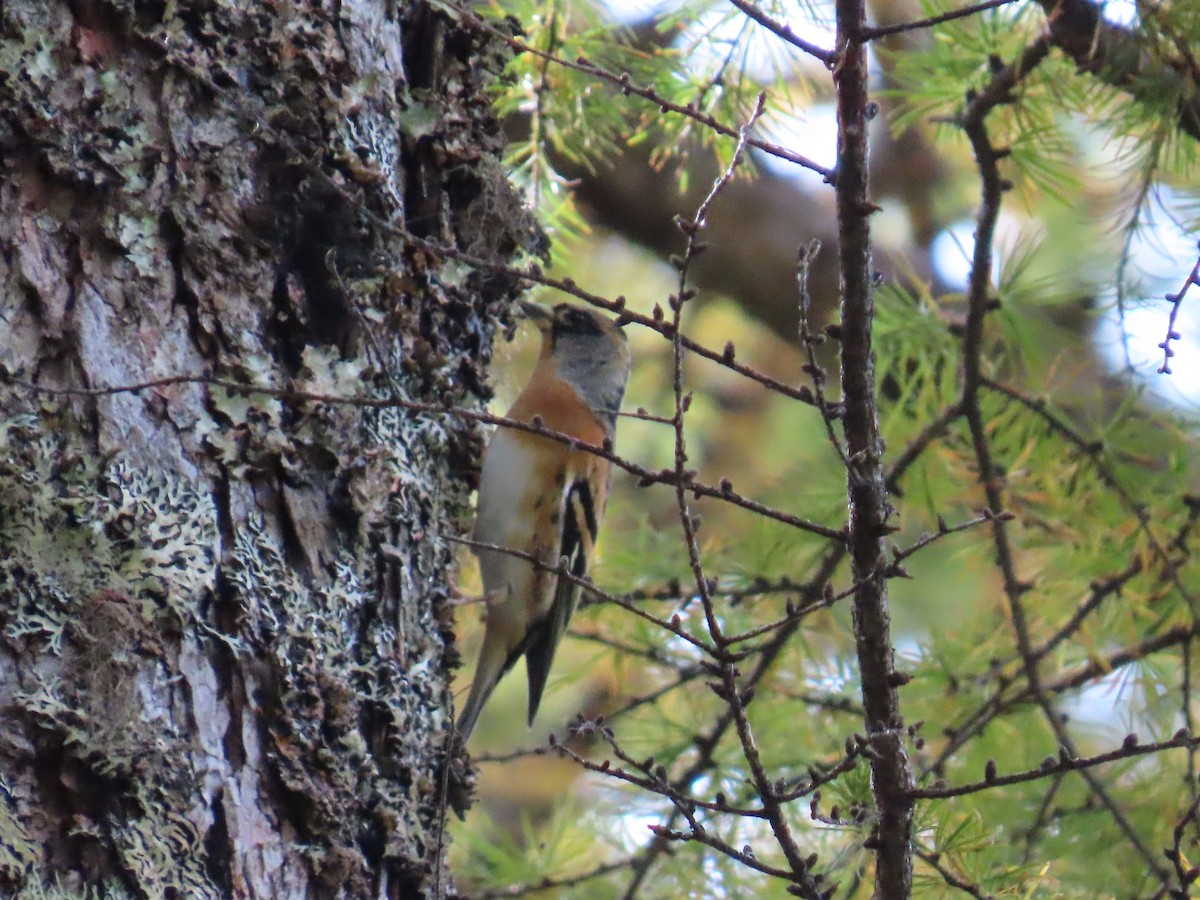 Вьюрок - ML645926214