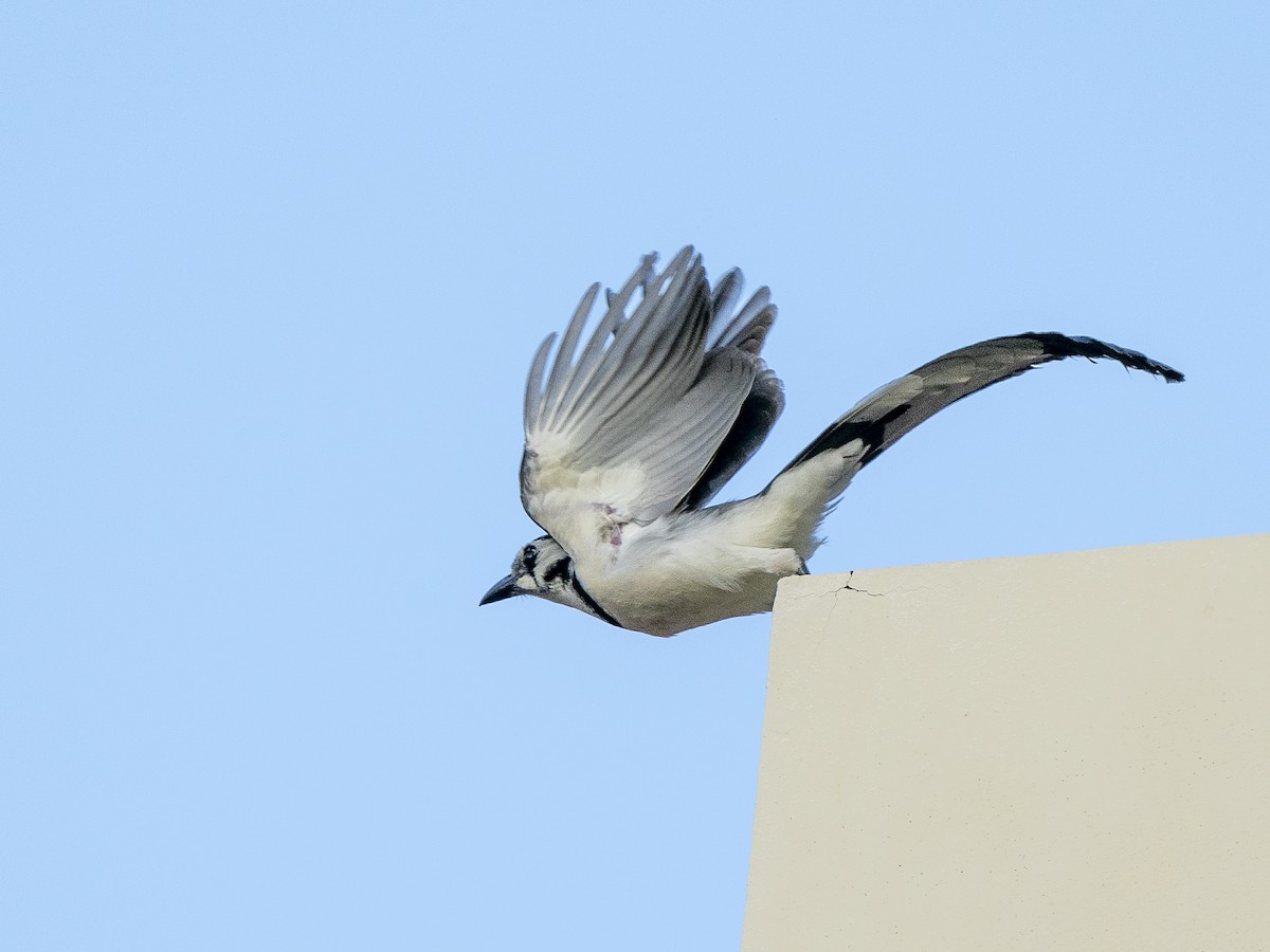 Белогорлая сорочья сойка - ML645926216