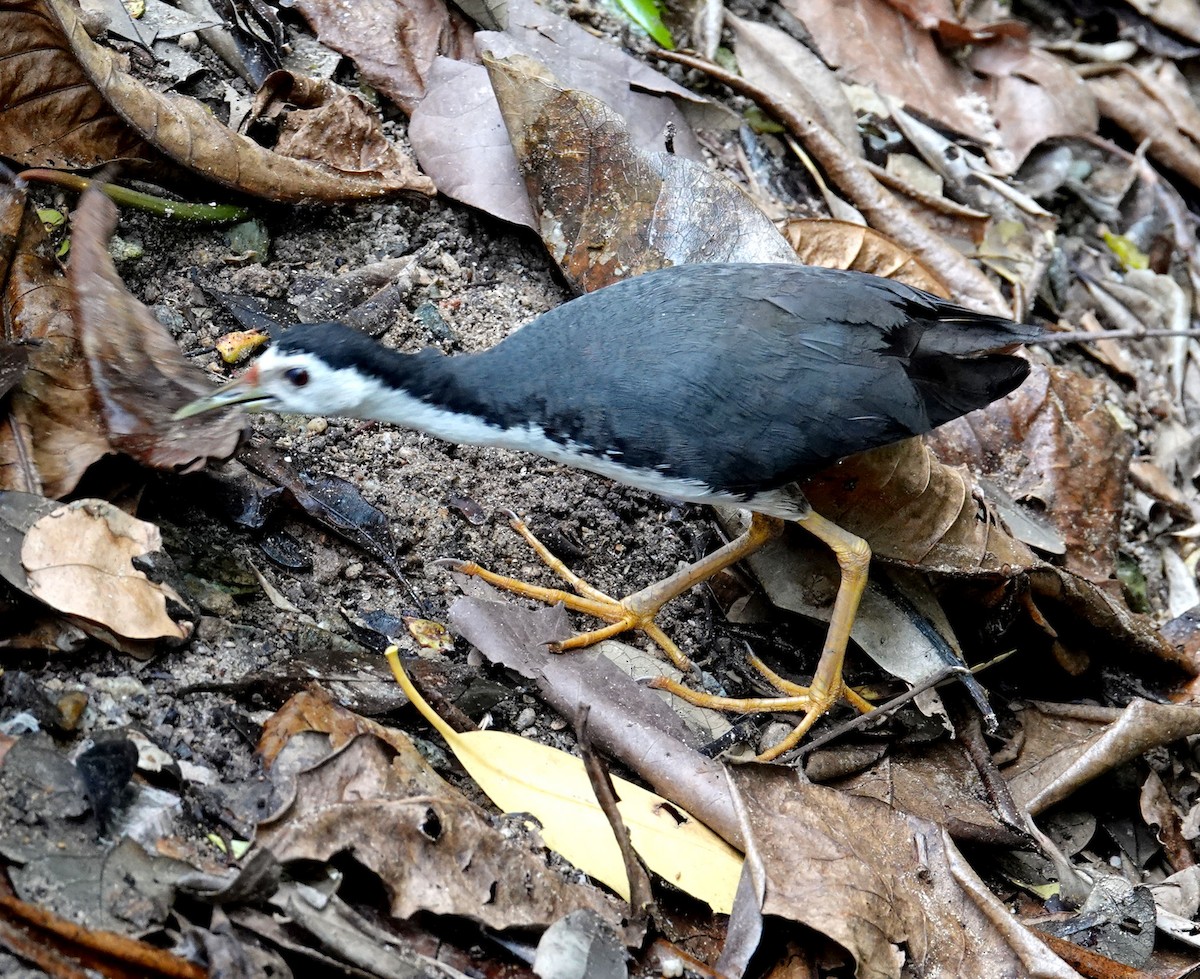 Белогрудый погоныш - ML645926217