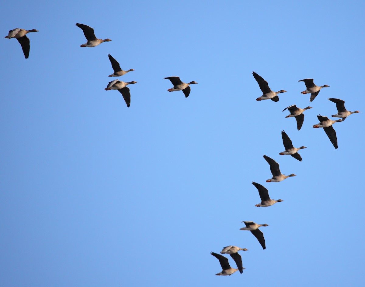 Küçük Sakarca - ML645926219