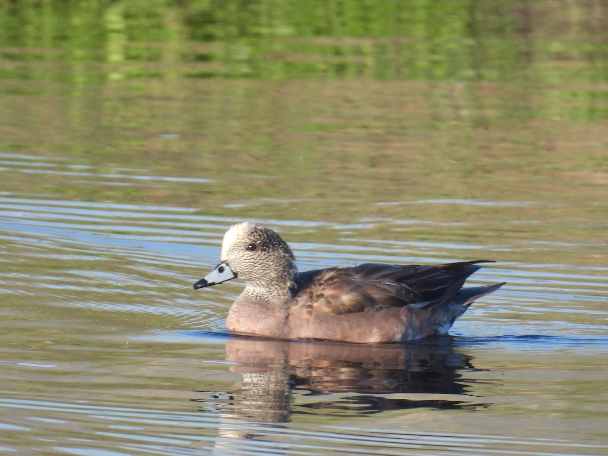 American Wigeon - ML645926222