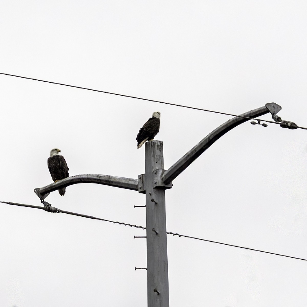 ハクトウワシ - ML645926228