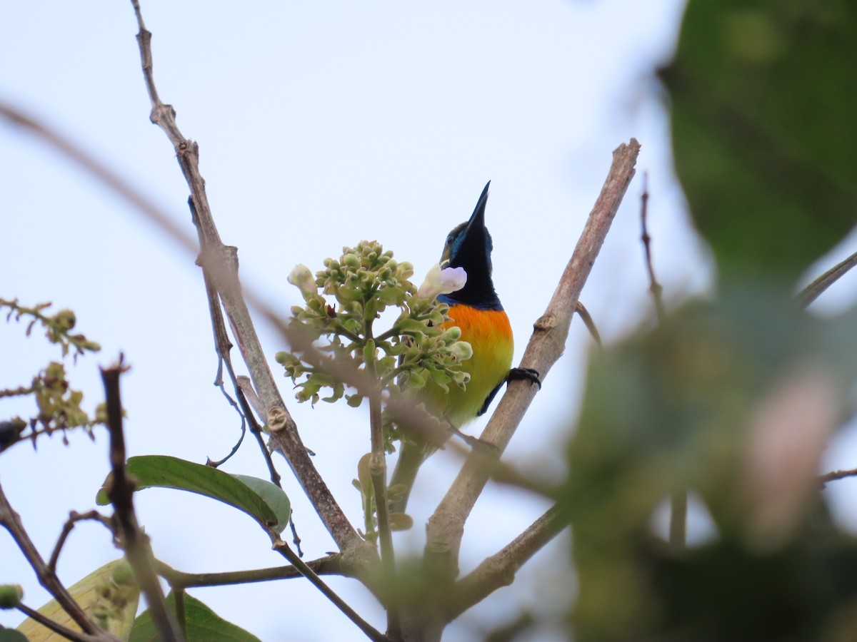 Suimanga de Palawan - ML645926231