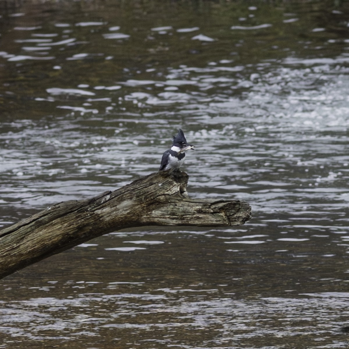 アメリカヤマセミ - ML645926234