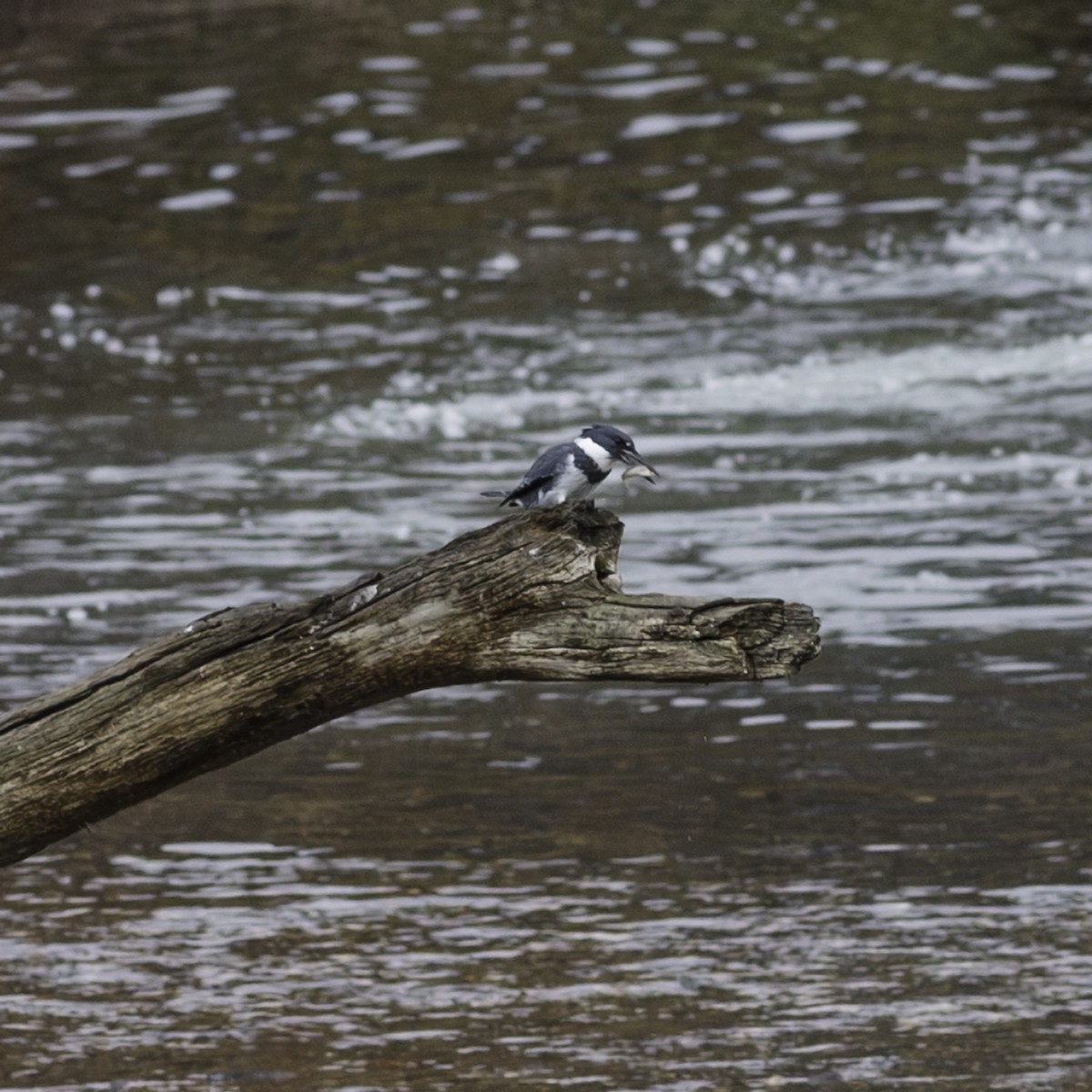 アメリカヤマセミ - ML645926235