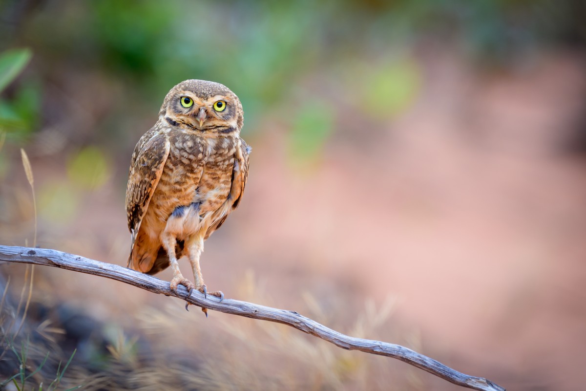 Burrowing Owl - ML645926236