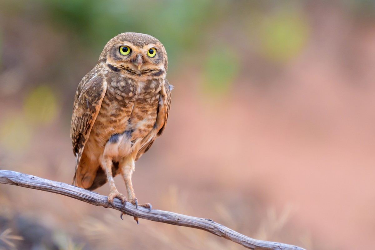 Burrowing Owl - ML645926237