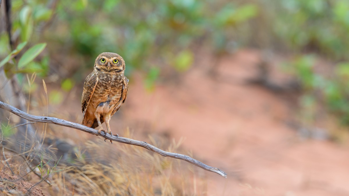Burrowing Owl - ML645926238