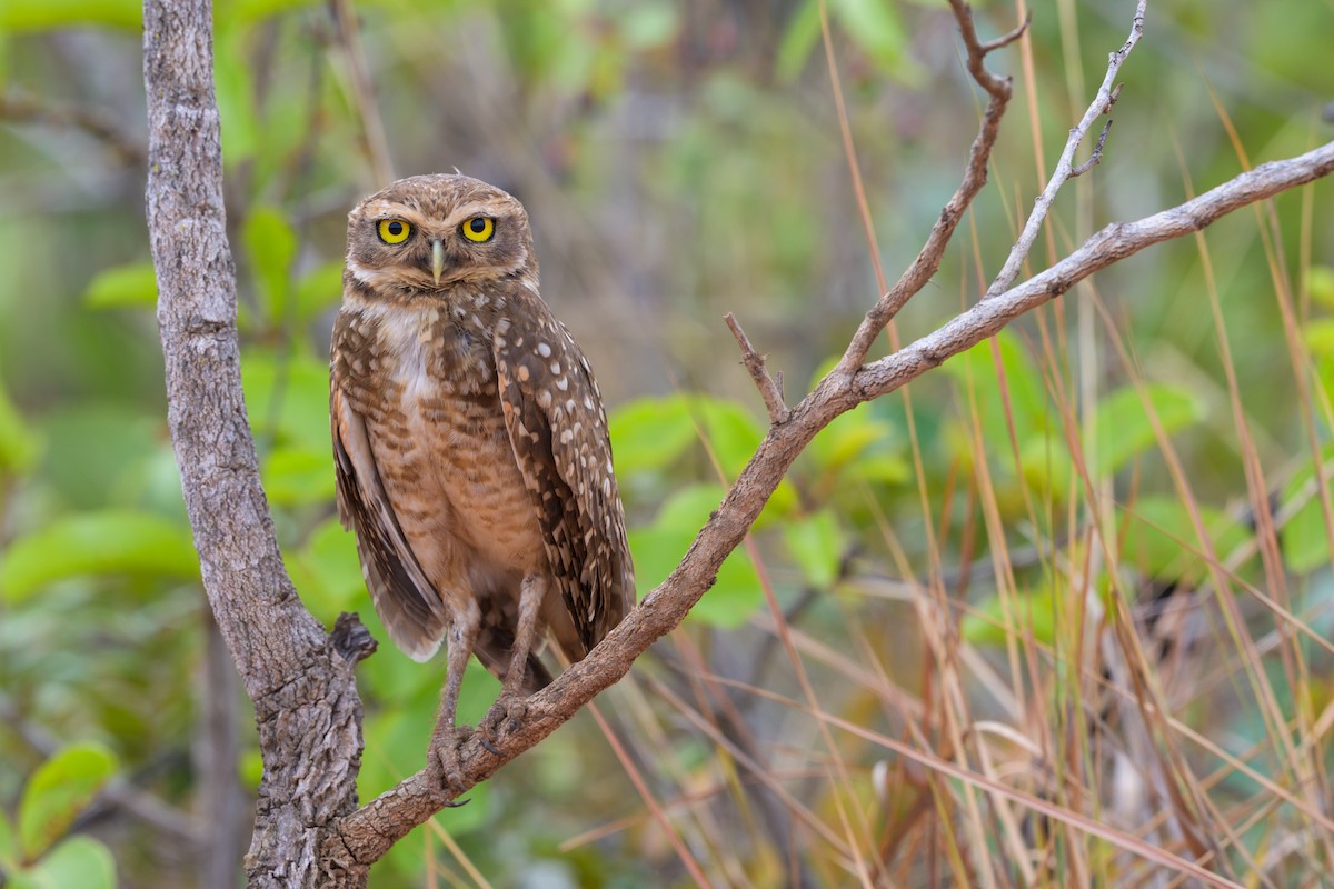Burrowing Owl - ML645926239