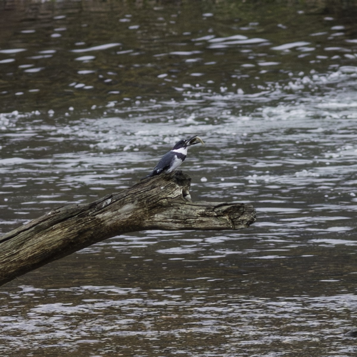 アメリカヤマセミ - ML645926241