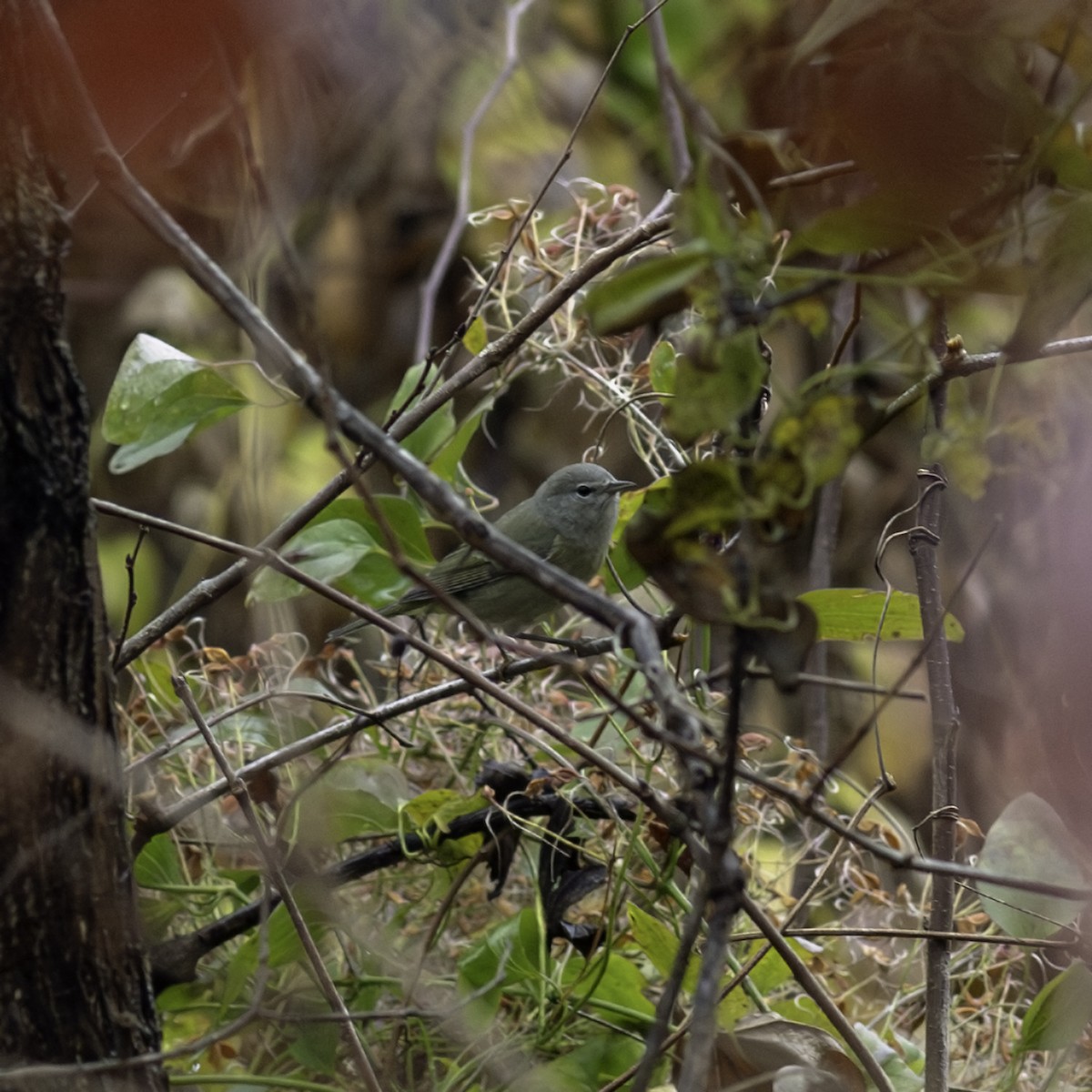 サメズアカアメリカムシクイ - ML645926244