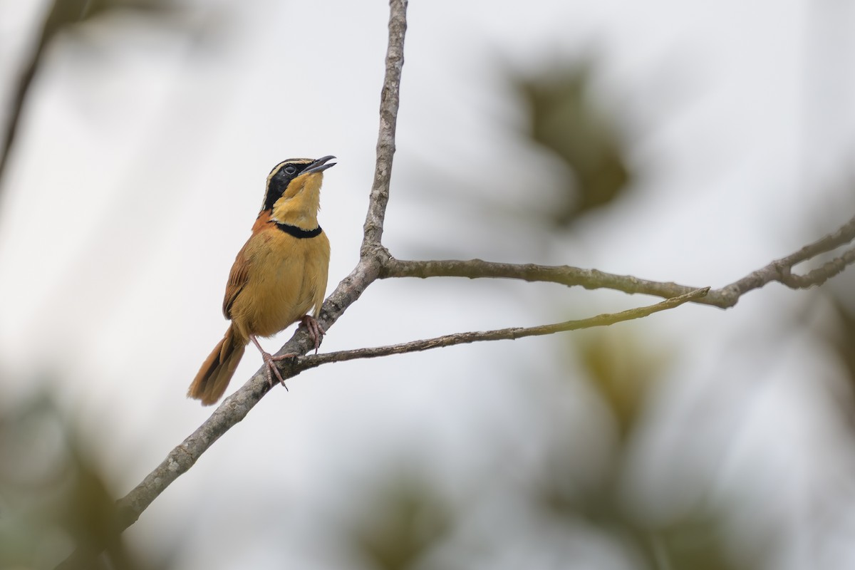 Collared Crescentchest - ML645926245