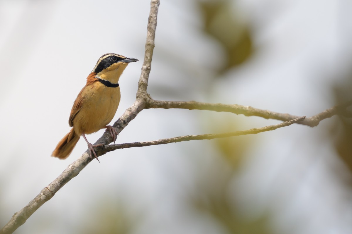 Collared Crescentchest - ML645926246