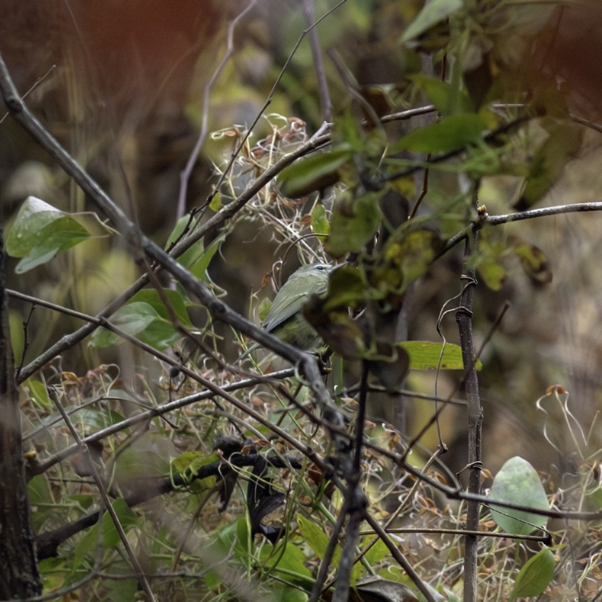 サメズアカアメリカムシクイ - ML645926248