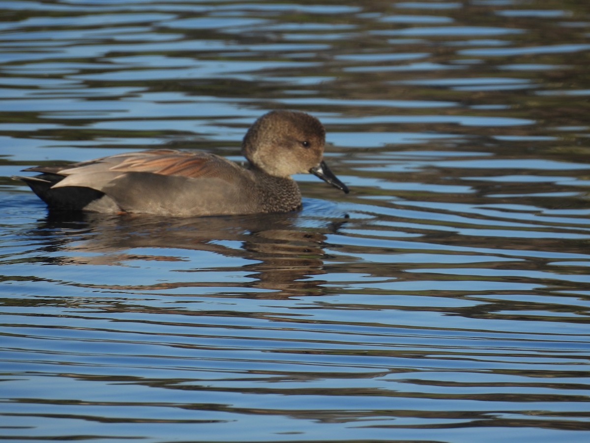Gadwall - ML645926257