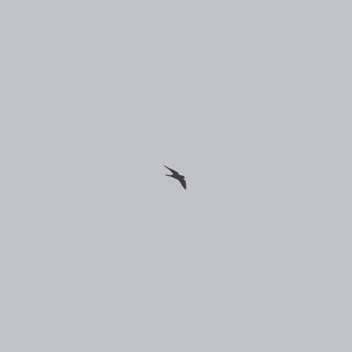 Faucon pèlerin - ML645926258