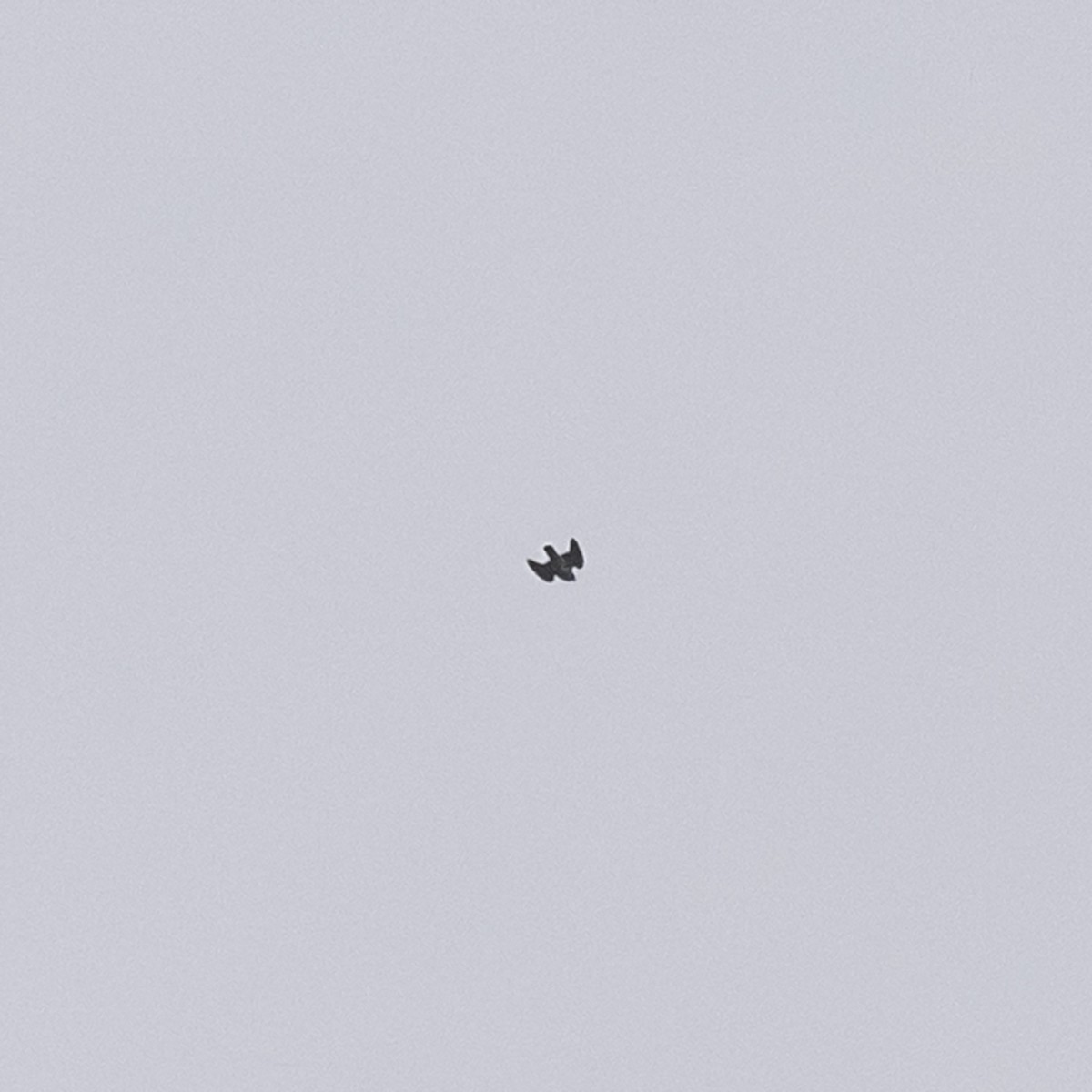 Faucon pèlerin - ML645926260