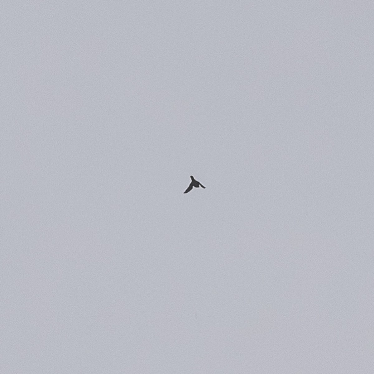 Faucon pèlerin - ML645926262