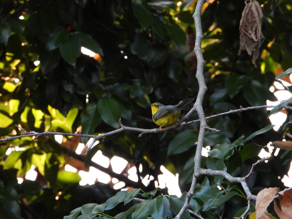 Canada Warbler - ML645926264