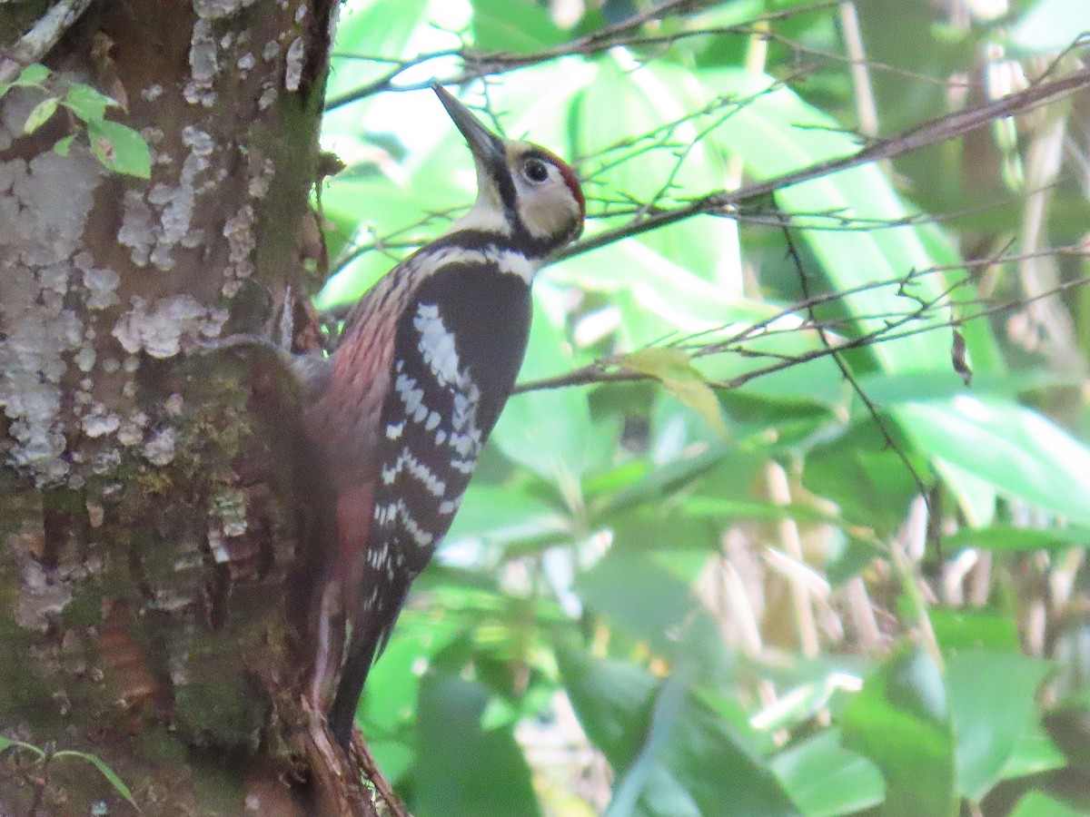 hvitryggspett - ML645926265