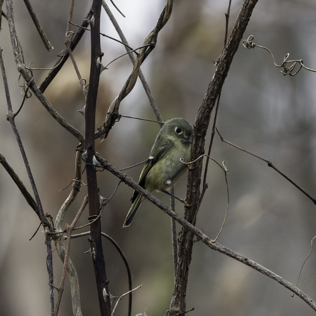 ルビーキクイタダキ - ML645926267