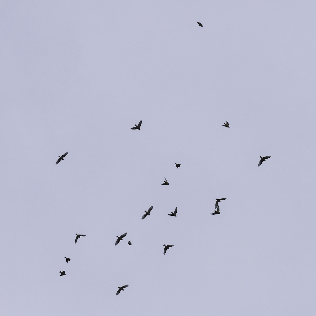 ヒメレンジャク - ML645926270