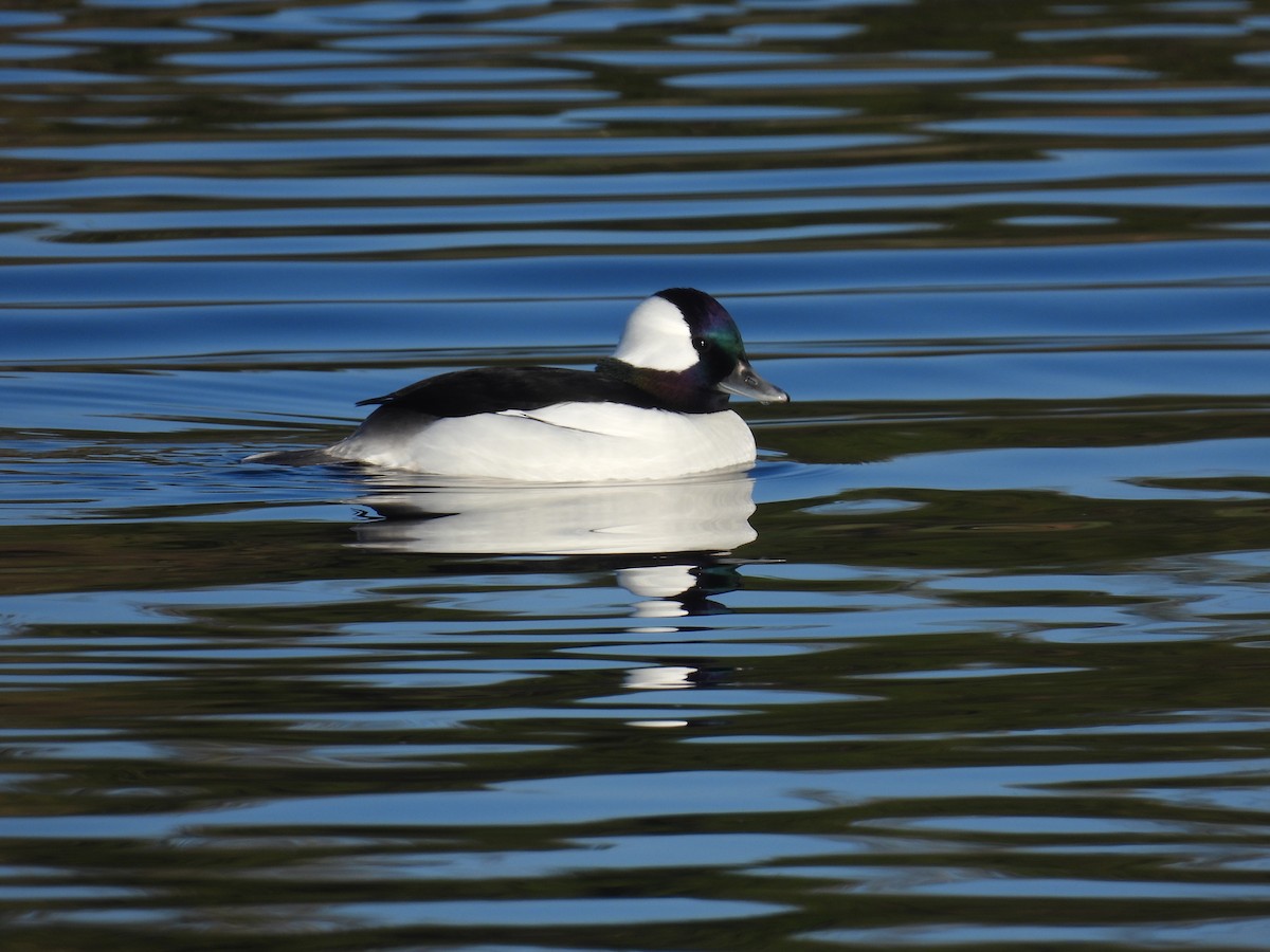 Bufflehead - ML645926271