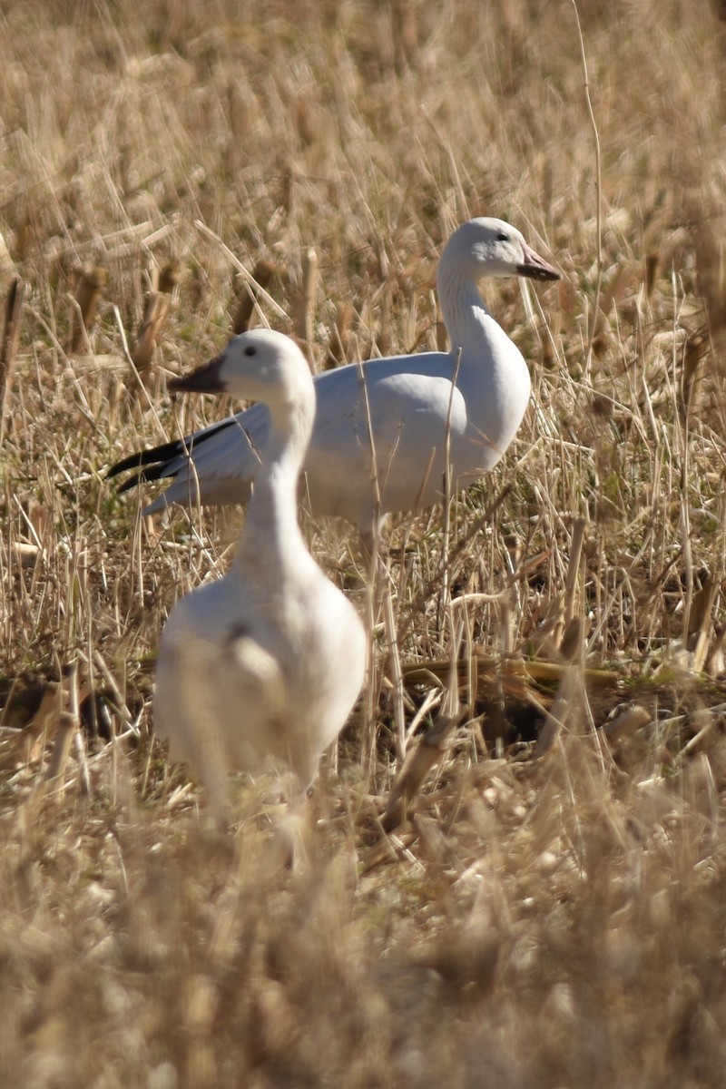 Snow Goose - ML645926273