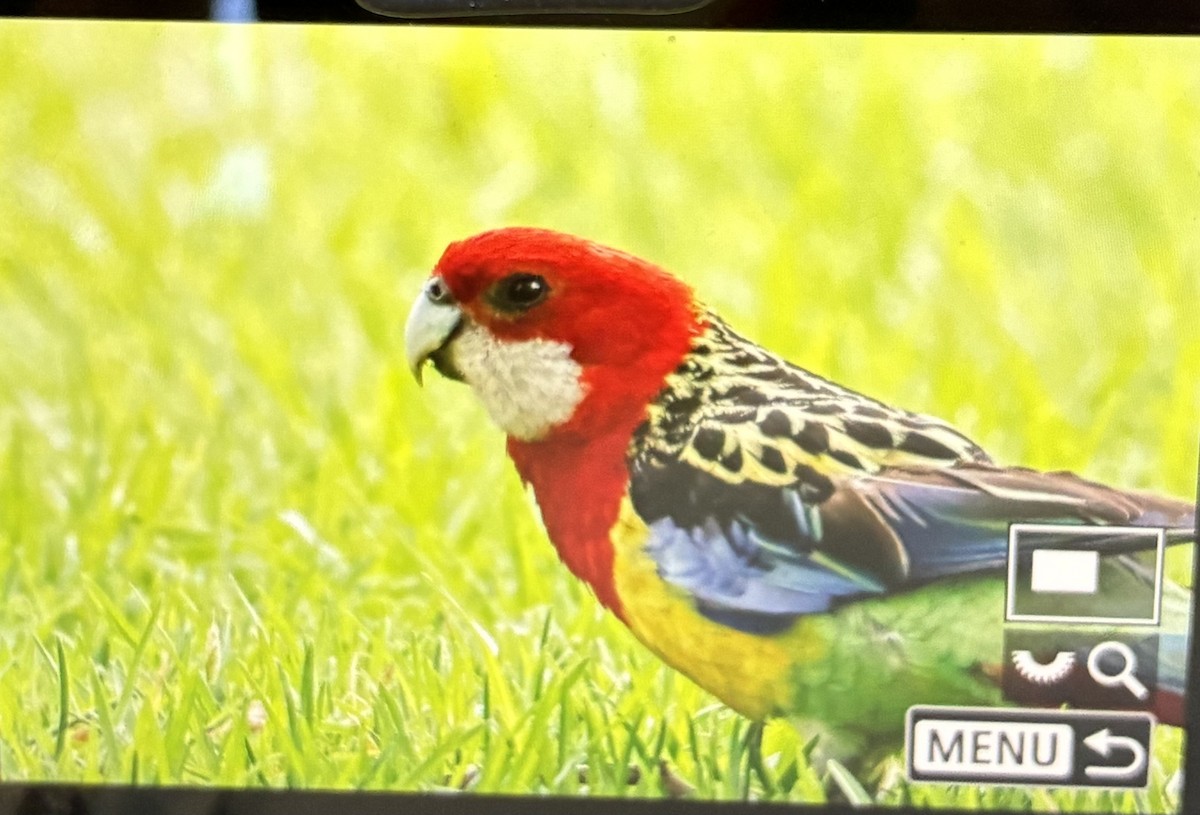Eastern Rosella - ML645926275