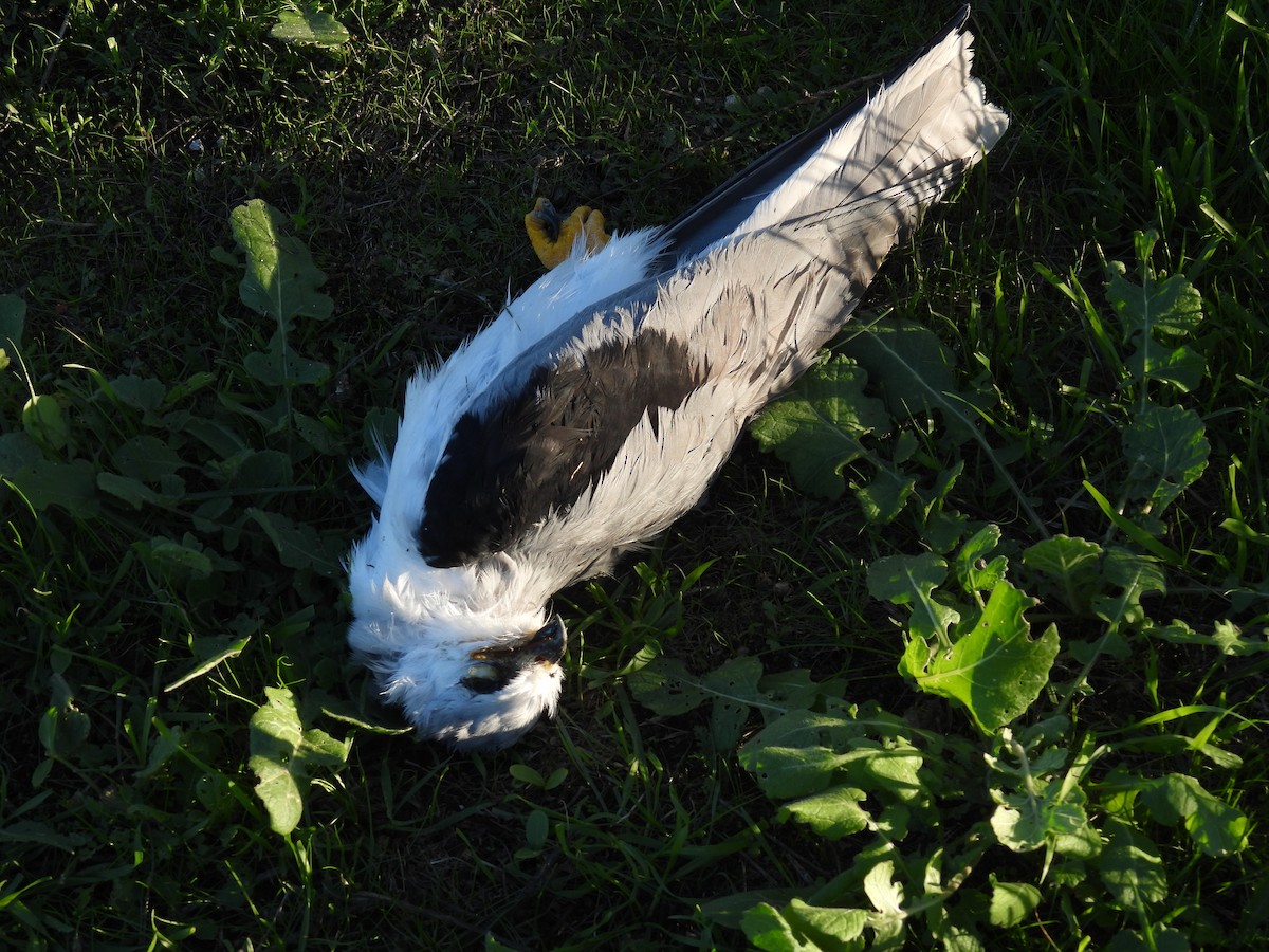 White-tailed Kite - ML645926282