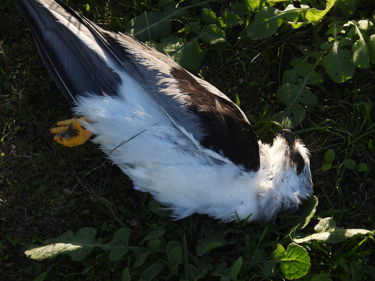White-tailed Kite - ML645926283