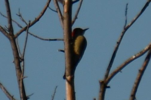 Carolinaspecht - ML645926284