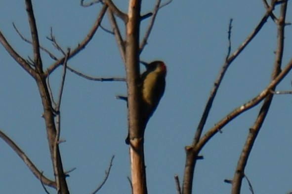 Carolinaspecht - ML645926285