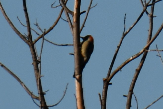 Carolinaspecht - ML645926286