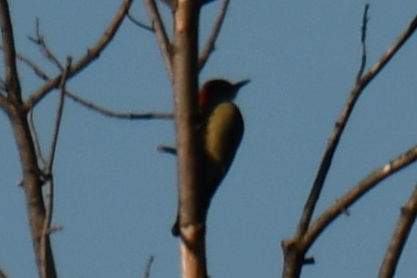 Carolinaspecht - ML645926287