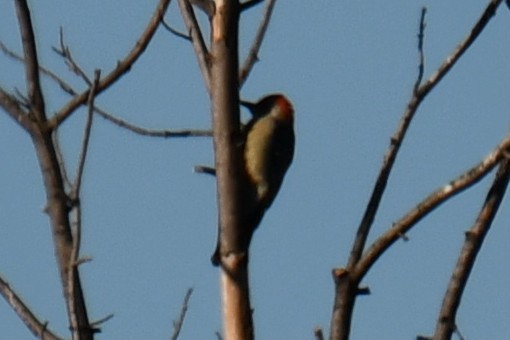 Carolinaspecht - ML645926288