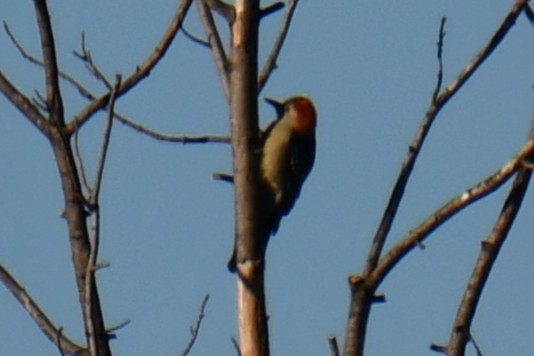 Carolinaspecht - ML645926289