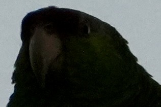 Lilac-crowned Amazon - ML645926307