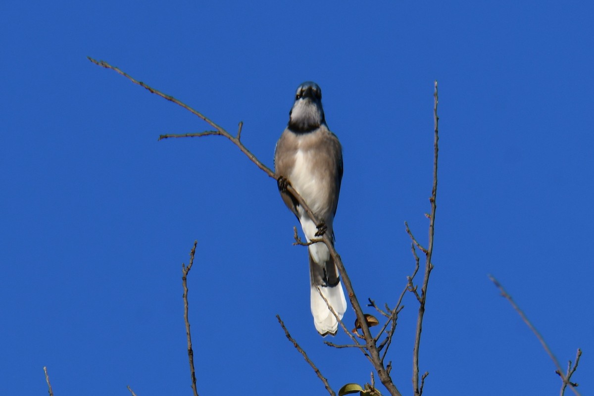 Blue Jay - ML645926318