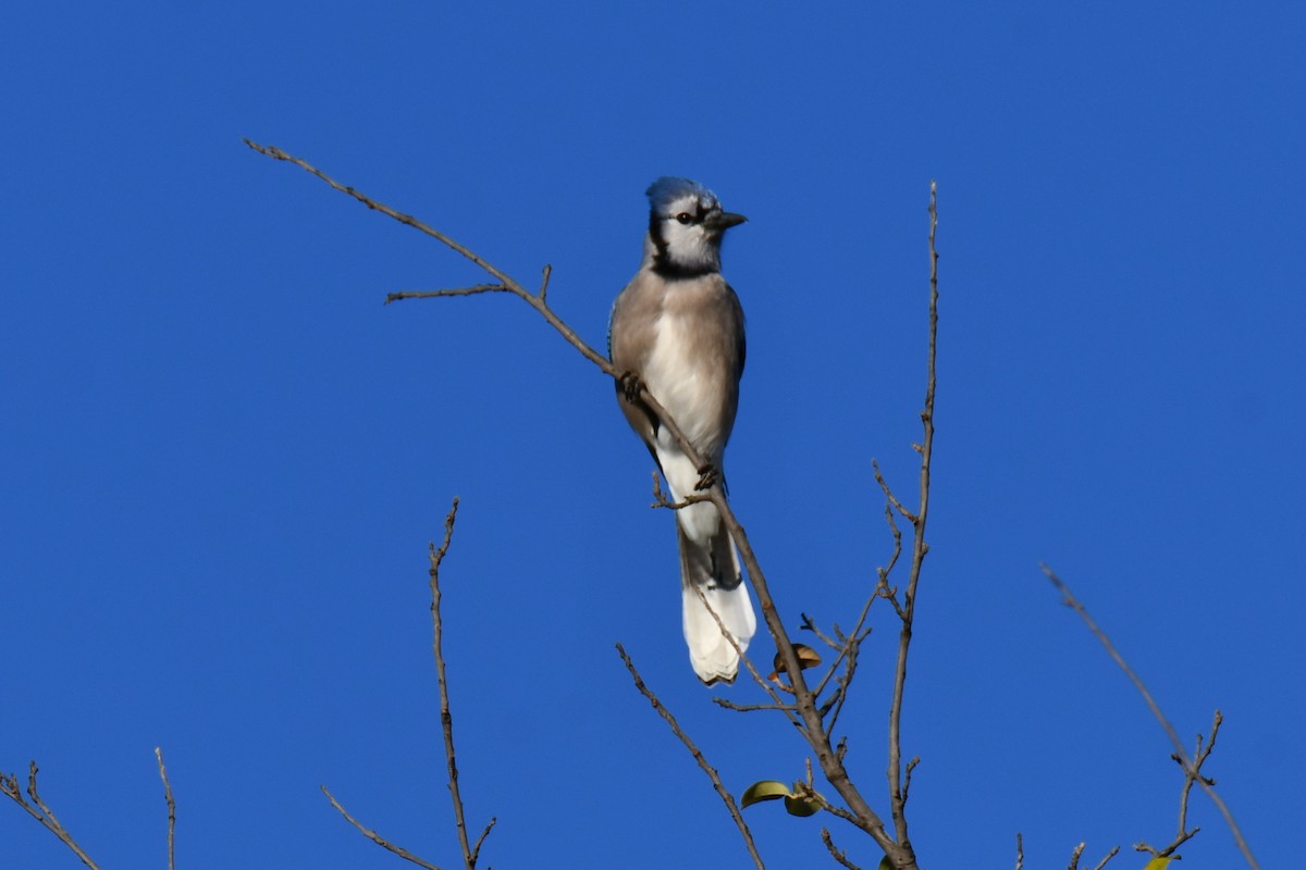 Blue Jay - ML645926319