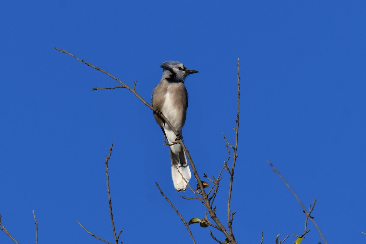 Blue Jay - ML645926320