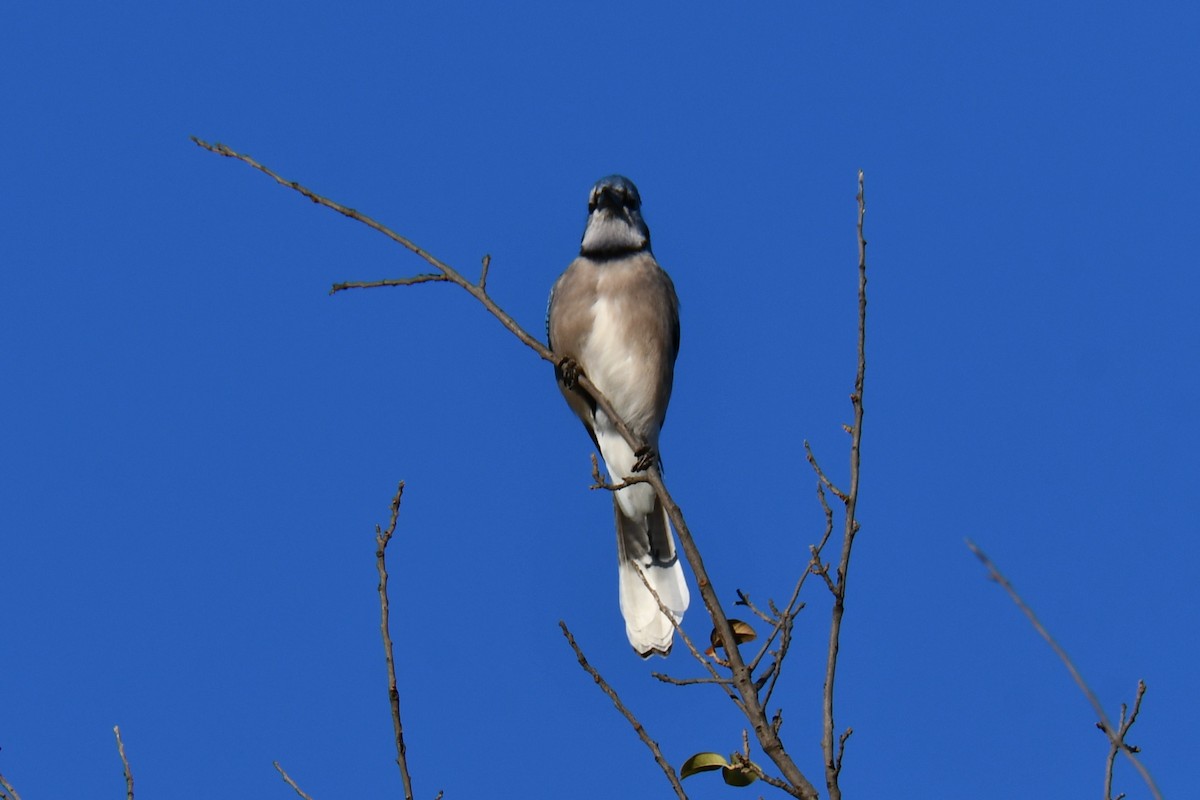 Blue Jay - ML645926321