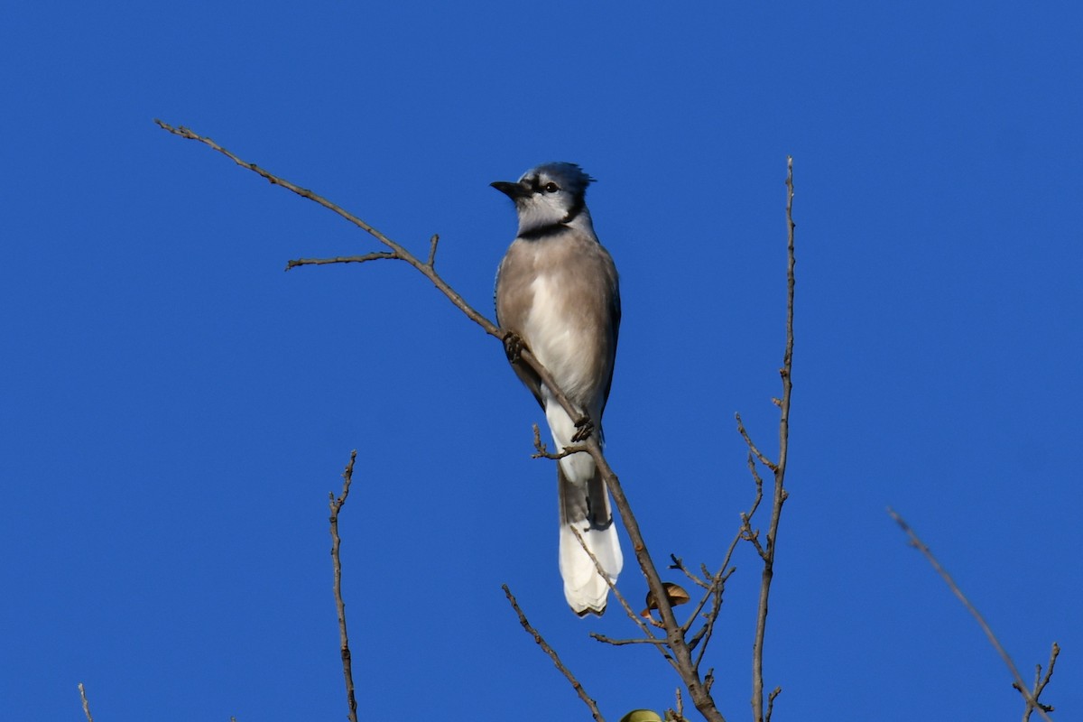 Blue Jay - ML645926322